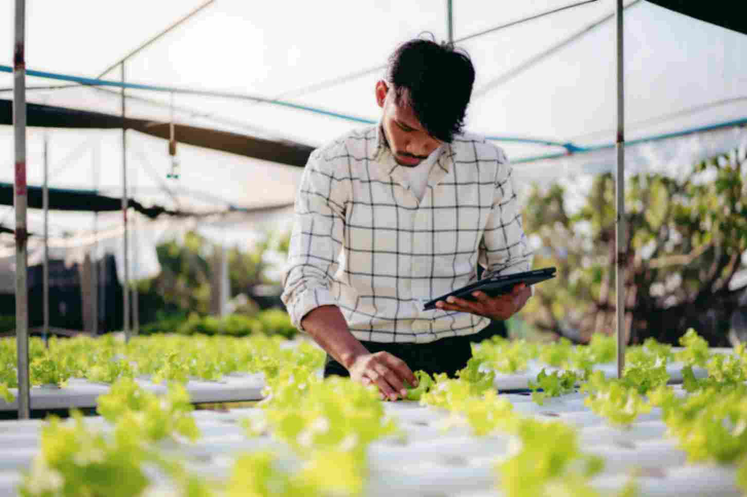 Agricultural commodity grader