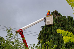 Arborist/Tree Trimmer