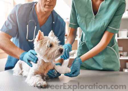 Veterinary Medicine